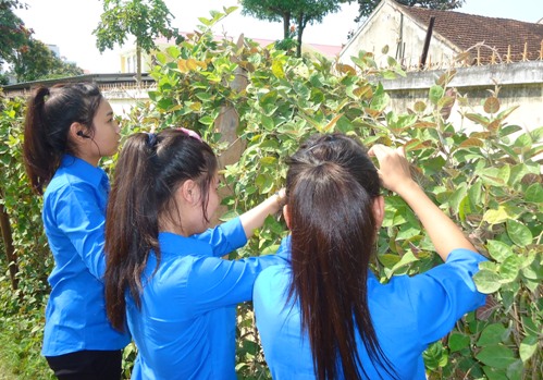 Thu hoạch sả và lá mơ từ công trình thanh niên của Đoàn trường PTDTNT tỉnh Bình Định